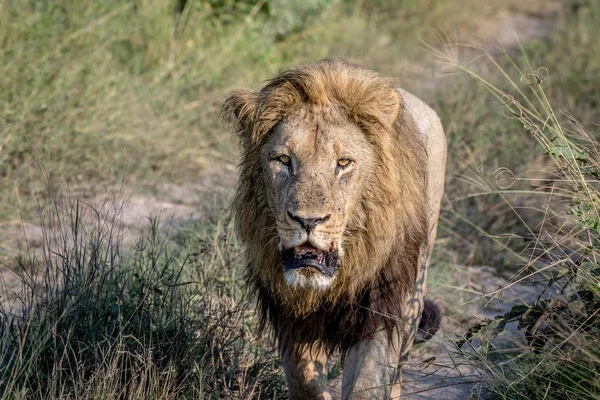 Stora manliga lejon gående mot kameran. — Stockfoto