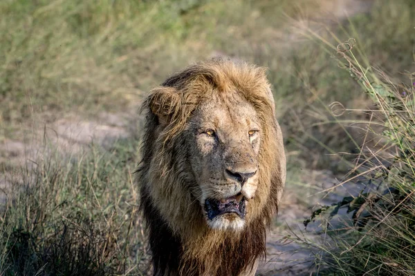 Kameranın doğru yürürken büyük erkek aslan.