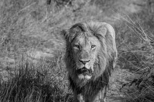 Kameranın doğru yürürken büyük erkek aslan.