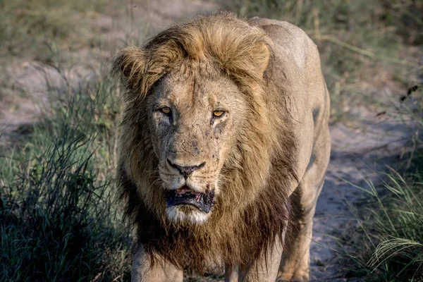 Stora manliga lejon gående mot kameran. — Stockfoto