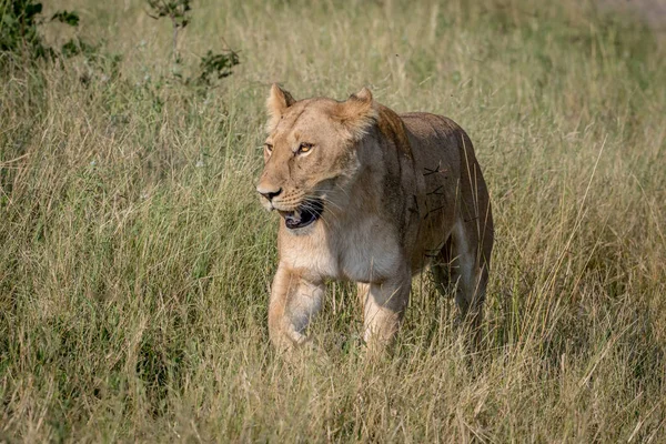 Lion walking in the high grass.
