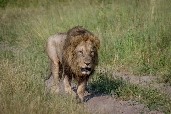 Μεγάλο αρσενικό λιοντάρι, το περπάτημα στο δρόμο. — Φωτογραφία Αρχείου