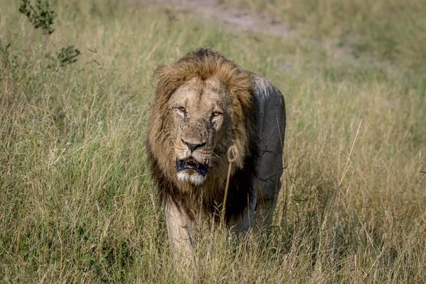 Big male Lion walking towards the camera. — Stock Photo, Image