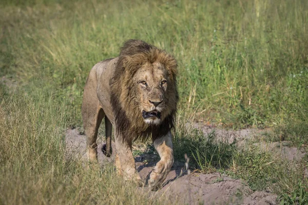 Grande leone maschio che cammina sulla strada . — Foto Stock