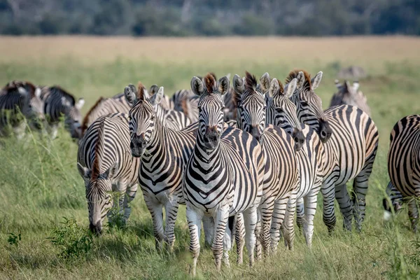 Gruppo di Zebre con protagonista la fotocamera . — Foto Stock