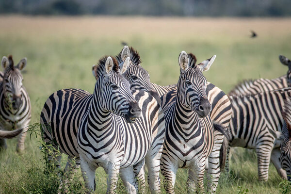 Two Zebras starring at the camera in the Chobe National Park, Botswana.