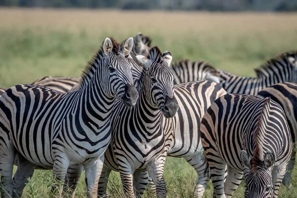 A kamera a főszereplő két zebrák. — Stock Fotó