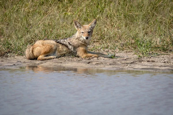 Black-backed jackal resting next to the water. — Stock Photo, Image