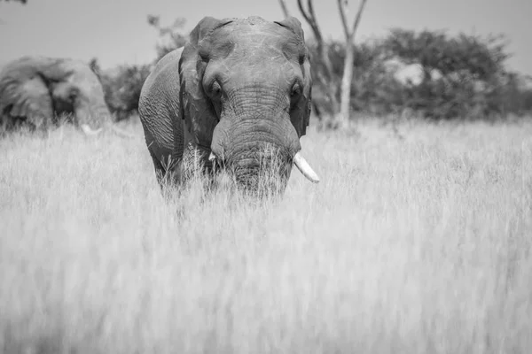 Toro elefante grande de pie en la hierba alta . — Foto de Stock