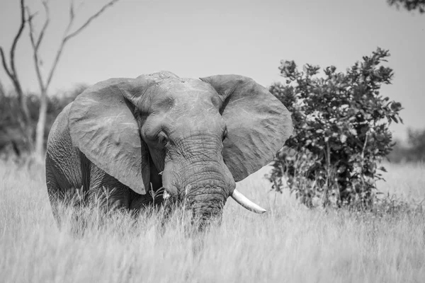 Toro elefante grande de pie en la hierba alta . — Foto de Stock