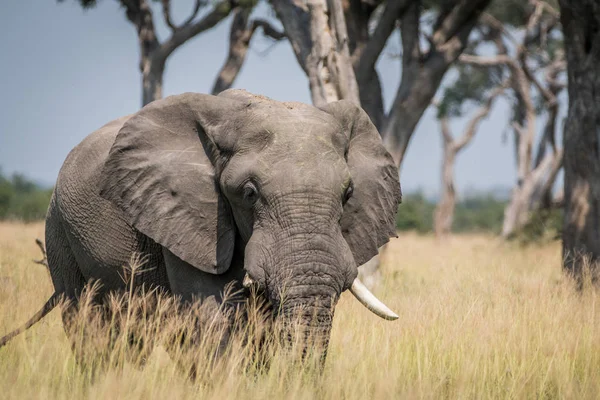 Gros taureau éléphant debout dans l'herbe haute . — Photo