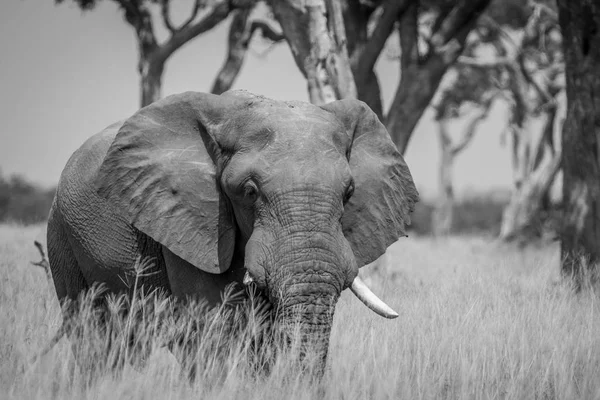 Velký slon býka postavení ve vysoké trávě. — Stock fotografie