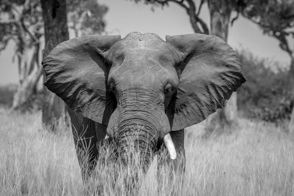 Toro elefante grande de pie en la hierba alta . — Foto de Stock