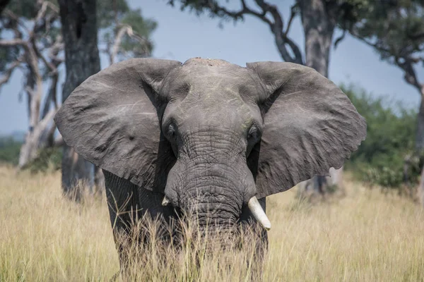 Gros taureau éléphant debout dans l'herbe haute . — Photo