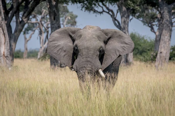 Grande touro elefante em pé na grama alta . — Fotografia de Stock