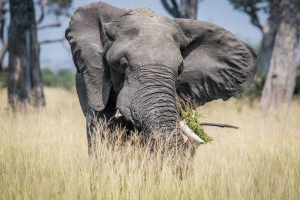 Büyük fil ayakta yüksek çim boğa.