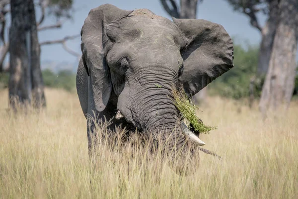 Stor elefant tjur stående i det höga gräset. — Stockfoto
