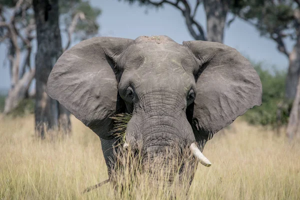 Grande touro elefante em pé na grama alta . — Fotografia de Stock