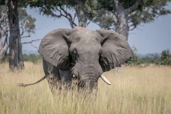 大きな象牛高の草の中に立って. — ストック写真