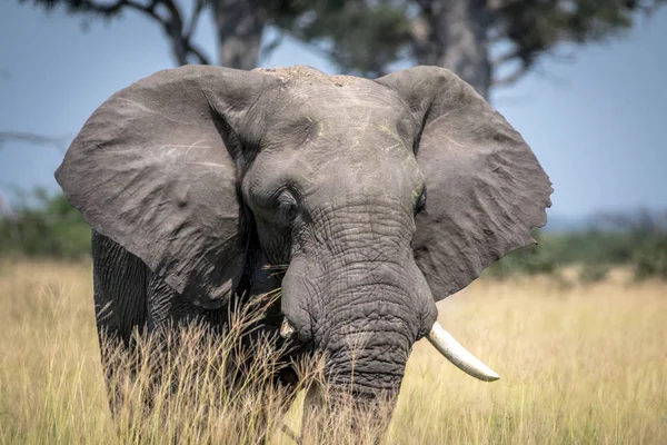 Большой слон, стоящий в высокой траве . — стоковое фото