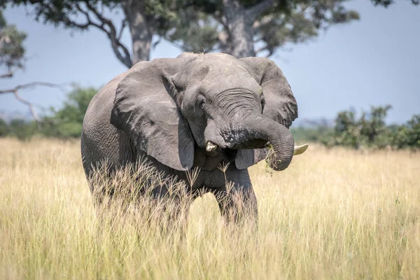 Toro elefante grande tomando un baño de polvo . — Foto de Stock