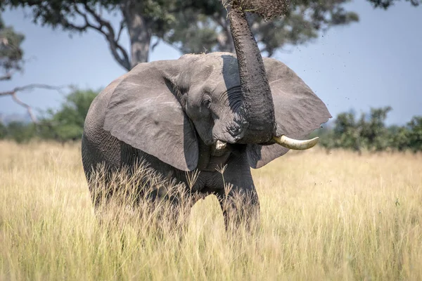 Бык-слон, принимающий ванну с пылью . — стоковое фото