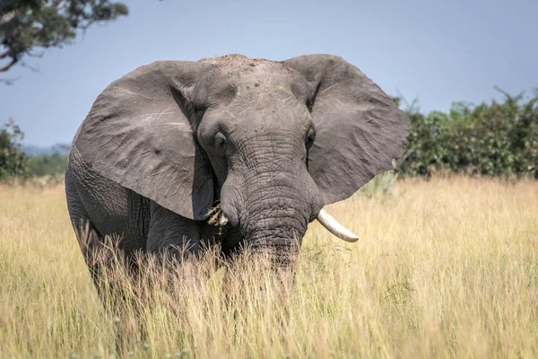 Grande touro elefante em pé na grama alta . — Fotografia de Stock