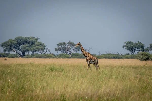 Giraffe steht im Gras. — Stockfoto