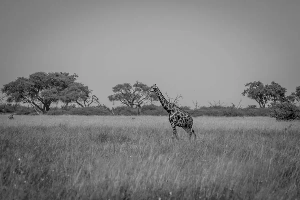 Жираф стоит в траве . — стоковое фото