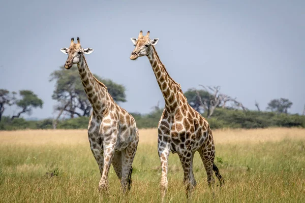 Két zsiráf, séta a füvön. — Stock Fotó