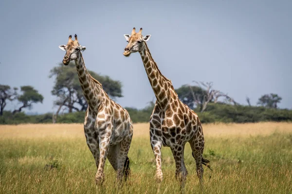 Duas girafas andando na grama . — Fotografia de Stock