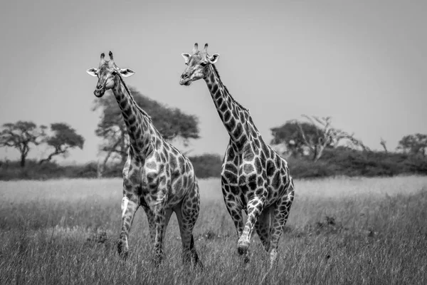 Två giraffer går i gräset. — Stockfoto