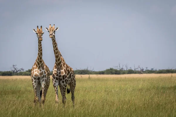 Twee Giraffes acteurs op de camera in het Chobe National Park, — Stockfoto