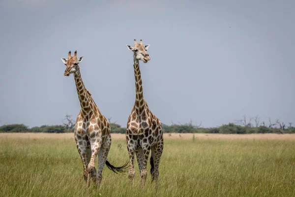 Два жирафів, в головній ролі на камеру в Чобе Національний парк, — стокове фото