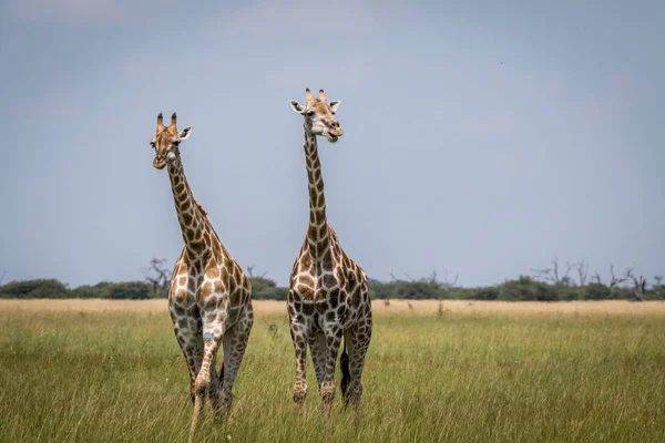 Dos jirafas protagonizadas por la cámara en el Parque Nacional Chobe , — Foto de Stock
