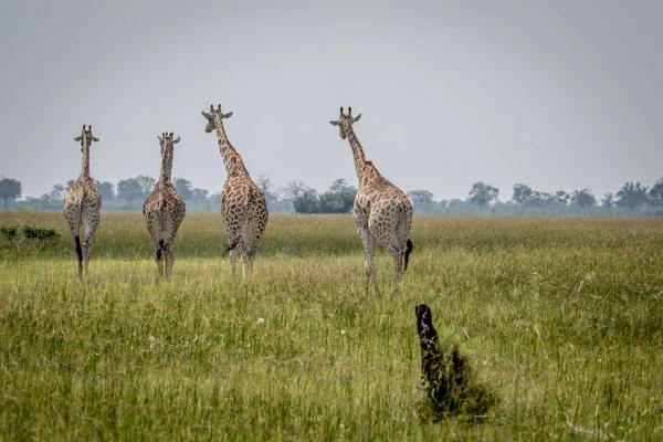 Viaje de jirafas alejándose . — Foto de Stock