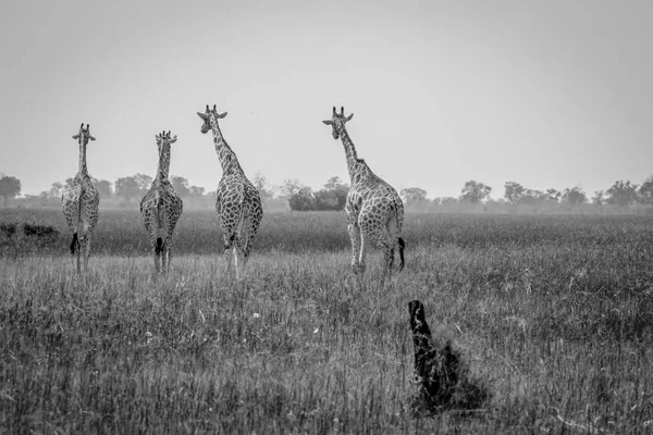 Reis van giraffen weglopen. — Stockfoto