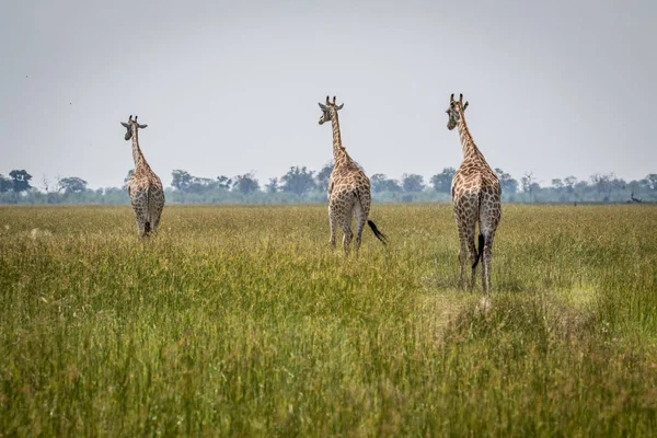 Viaje de jirafas alejándose . — Foto de Stock