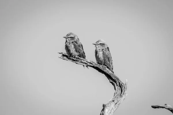 Dois rolos de peito lilás sentados em um galho . — Fotografia de Stock