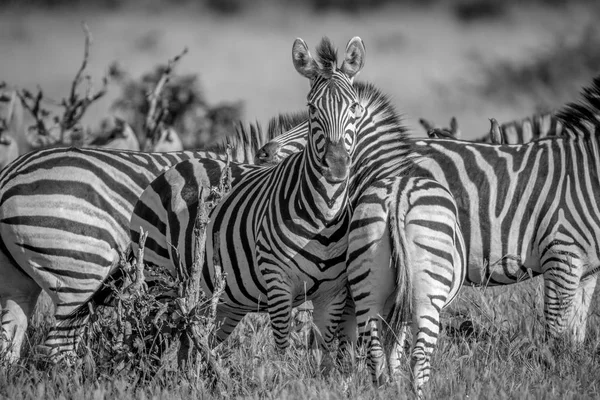 Zebra na kameru v Chobe v hlavní roli. — Stock fotografie