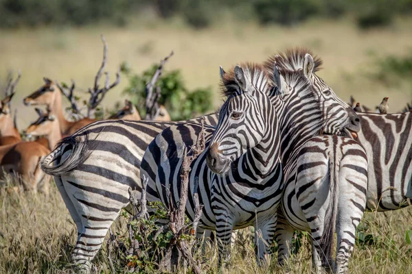 Grupp zebror limning i Chobe. — Stockfoto