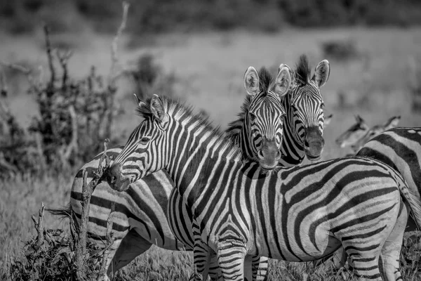 Due Zebre con protagonista la macchina fotografica . — Foto Stock