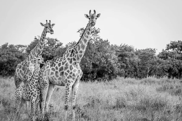 Due giraffe che guardano la telecamera . — Foto Stock