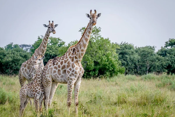 Dos jirafas protagonizadas por la cámara . — Foto de Stock