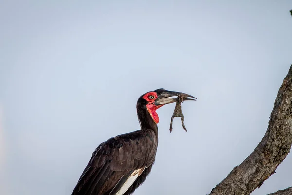 Hornbill solo sul com uma morte de sapo . — Fotografia de Stock