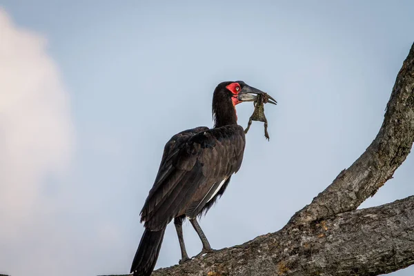 Hornbill solo sul com uma morte de sapo . — Fotografia de Stock