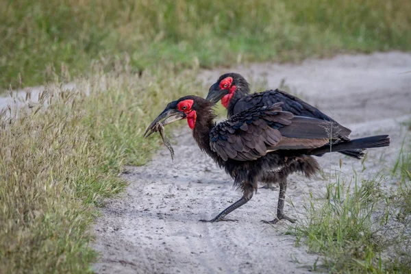 Södra ground hornbill med en groda döda. — Stockfoto