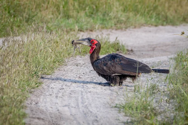 Södra ground hornbill med en groda döda. — Stockfoto