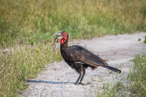 Södra ground hornbill med en groda döda. — Stockfoto