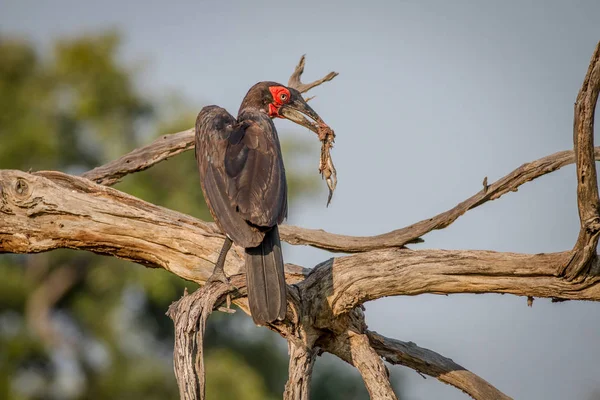 Hornbill solo sul com uma morte de sapo . — Fotografia de Stock